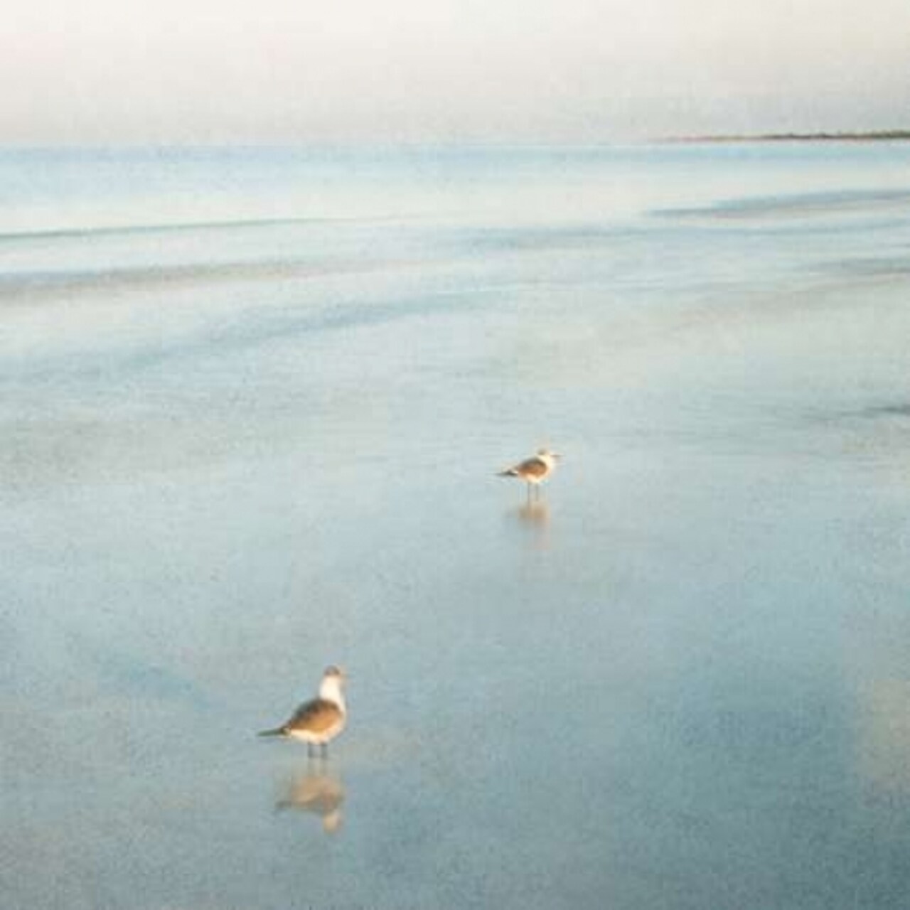 Two Birds on Beach Poster Print by John Juracek - Item # VARPDXJ315D